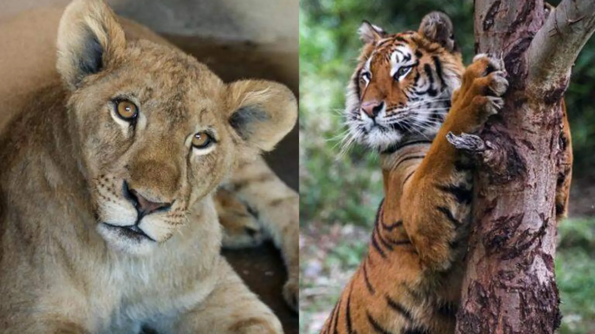 Felinos rescatados del santuario Black Jaguar-White Tiger ya pueden apreciarse en zoológico Tamatán, de Ciudad Victoria